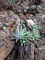 Greene's dudleya imported from iNaturalist photo 35476236 on 20 December 2021