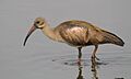 Hadada or Hadeda Ibis, Bostrychia hagedash at Borakalalo National Park, South Africa (9868786884)