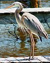Heron-Everglades-20070401