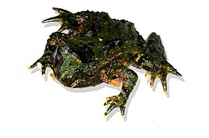 Hochstetter's Frog without Moss.jpg