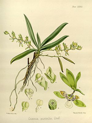 Joseph Dalton Hooker - Flora Antarctica - vol. 3 pt. 2 plate 128 (1860).jpg