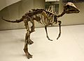 Juvenile hadrosaur