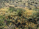 Kallstroemia grandiflora spreads out across a hillside at Rockhound State Park in Deming, New Mexico
