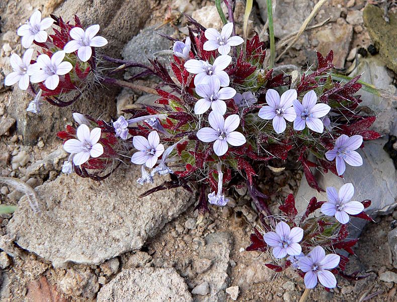 Langloisia setosissima 1