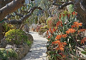 Le jardin exotique de Monaco (47624110281)