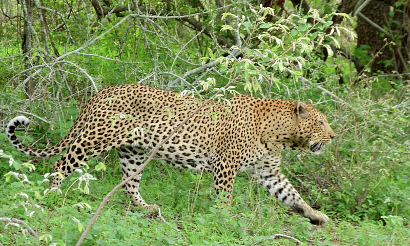 Leopard (Panthera pardus) male (6001436301)
