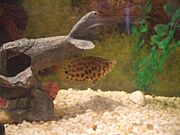 Leopard Bush Fish