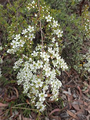 Leptospermum polygalifolium subsp. cismontanum