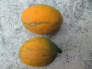 Licania tomentosa - Oiti.jpg
