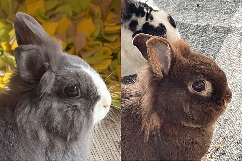 LionheadsSingleManed