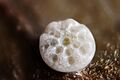 Lycaena dispar egg 2