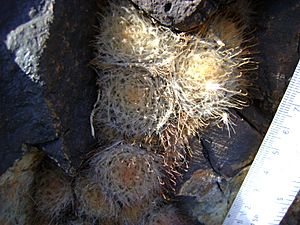 Mammillaria pennispinosa.jpg