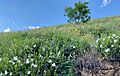 Mandevilla brachysiphon habitat