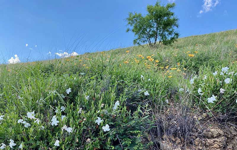 Mandevilla brachysiphon habitat