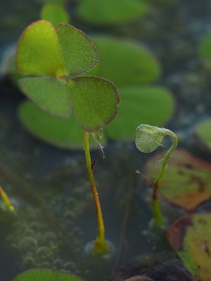 M. drummondii leaf and fiddlehead