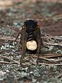 Massospora cicadina 134742368