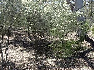 Melaleuca oxyphylla habit