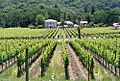 Mendocino vineyard