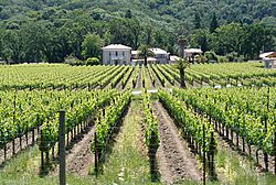 Mendocino vineyard
