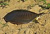 Midland Smooth Softshell Turtle (Apalone mutica mutica) (9236915356)
