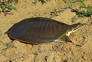 Midland Smooth Softshell Turtle (Apalone mutica mutica) (9236915356).jpg