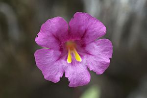 Mimulus fremontii.jpg