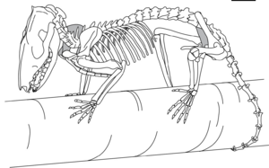 Monodelphis domestica skeleton - ZooKeys 465-10