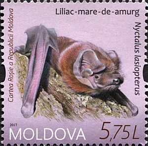 Nyctalus lasiopterus 2017 stamp of Moldova