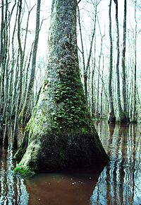Nyssa aquatica tree