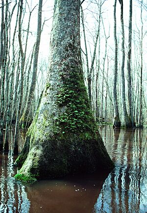 Nyssa aquatica tree