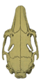 O. c. algirus skull (dorsal)