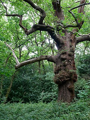 Oak Tree in Scadbury Park
