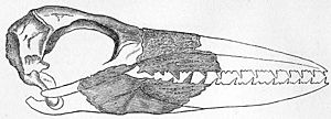 Odontopteryx toliapica
