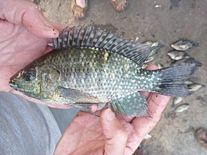 Oreochromis leucostictus Lake Malimbe