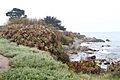 Pacific Grove Coastline, Monterey, CA, jjron 24.03.2012