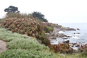 Pacific Grove Coastline, Monterey, CA, jjron 24.03.2012