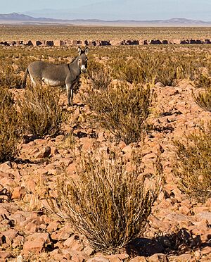Paisajes cerca de Calama, Chile, 2016-02-01, DD 84 (cropped)