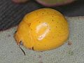 Paropsisterna remota BigDDec15