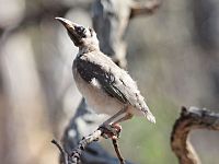 Philemon corniculatus -Canberra, Australia -juvenile-8 (1)