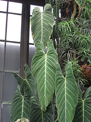 PhilodendronMelanochrysum.jpg