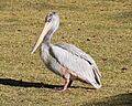 Pink backed pelican side view