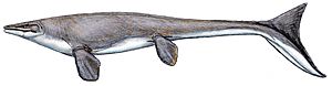 Platecarpus tympaniticus