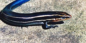 Plestiodon t. tetragrammus, Four-lined skink, Tamaulipas.jpg