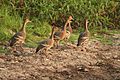 Plumed Whistling Ducks (Dendrocygna eytoni) -5 walking