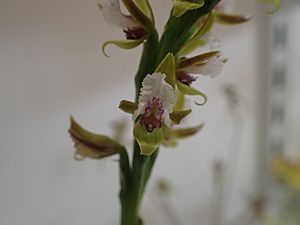 Prasophyllum fimbria 02.jpg