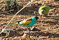 Psephotus dissimilis -Australia -pair-8