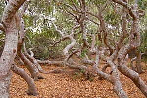 Pygmy oak forest on Morro bay estuary