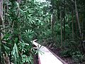 Rainforest gully in the George Brown Darwin Botanic Gardens