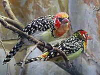 Red-and-yellow Barbet 1