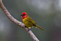 Red-headed Tanager (Piranga erythrocephala) (8079395236)